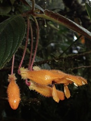 Columnea strigosa