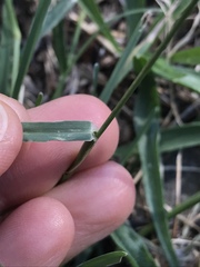 Eleusine tristachya