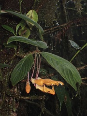 Columnea strigosa