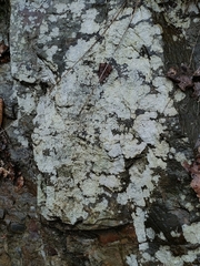 Lecanoromycetes
