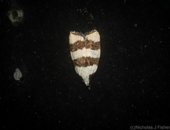 Zonopetala divisella