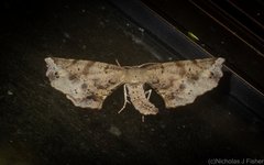 Parepisparis excusata