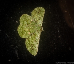 Aeolochroma viridicata