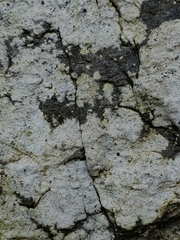 Lecanoromycetes