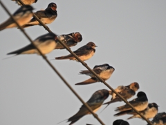 Hirundo rustica