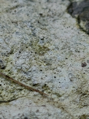 Lecanoromycetes