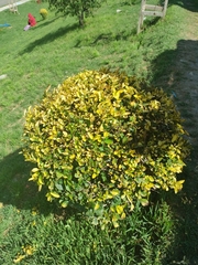 Ligustrum ovalifolium