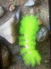Automeris liberia