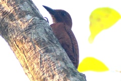 Micropternus brachyurus