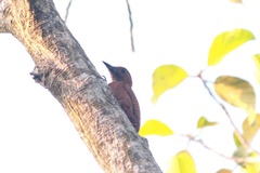 Micropternus brachyurus