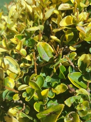 Ligustrum ovalifolium