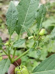 Physalis angulata