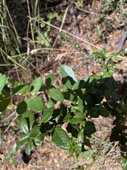 Berberis darwinii