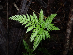 Davallia solida