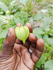 Physalis angulata
