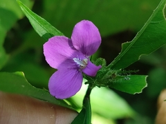 Barleria cristata