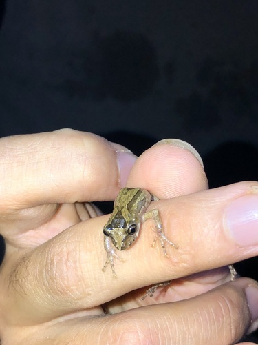 Sousas Snouted Treefrog, Ololygon hiemalis