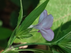 Barleria cristata