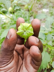 Physalis angulata