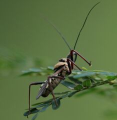 Rhynocoris neavei
