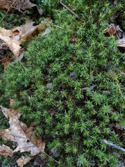 Polytrichum