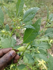 Physalis angulata