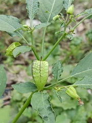 Physalis angulata