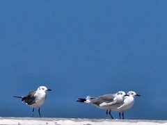 Leucophaeus atricilla