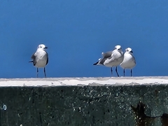 Leucophaeus atricilla