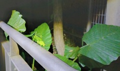 Ruidocollaris truncatolobata