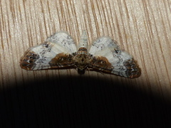 Eupithecia breviculata
