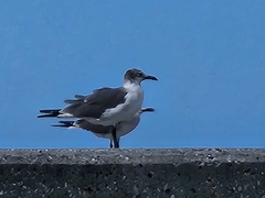 Leucophaeus atricilla