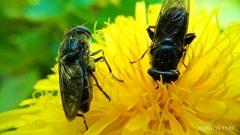 Asemosyrphus mexicanus