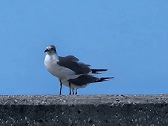 Leucophaeus atricilla