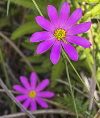 Sabatia dodecandra