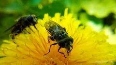 Asemosyrphus mexicanus