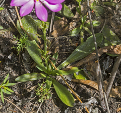 Sabatia dodecandra