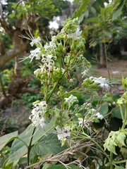 Clerodendrum infortunatum