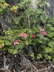 Dombeya wallichii