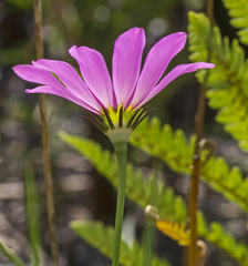 Sabatia dodecandra