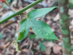 Passiflora vitifolia