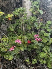 Dombeya wallichii