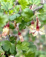 Ribes californicum