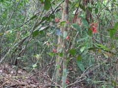 Passiflora vitifolia