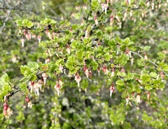 Ribes californicum