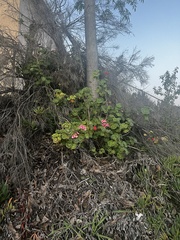 Dombeya wallichii
