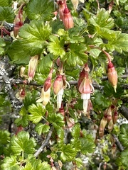 Ribes californicum