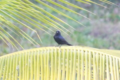 Dicrurus macrocercus