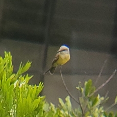 Tyrannus melancholicus