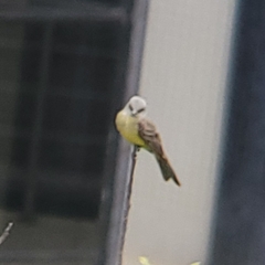 Tyrannus melancholicus